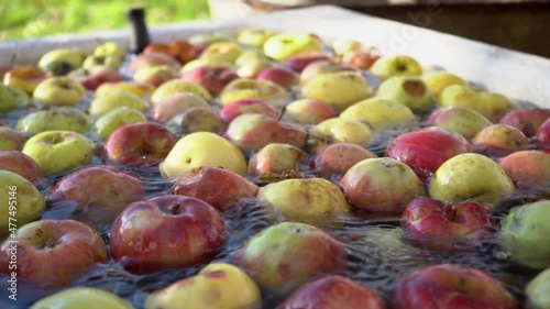 Fresh apples in a bucket moving and washing into with water tank. Careful unloading. Robot unloads on Conveyor Sorting line. Packing. Vegetarian Food. Fresh Harvest. Fruits And Vegetables 4k
