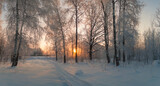Sunrise in the winter forest