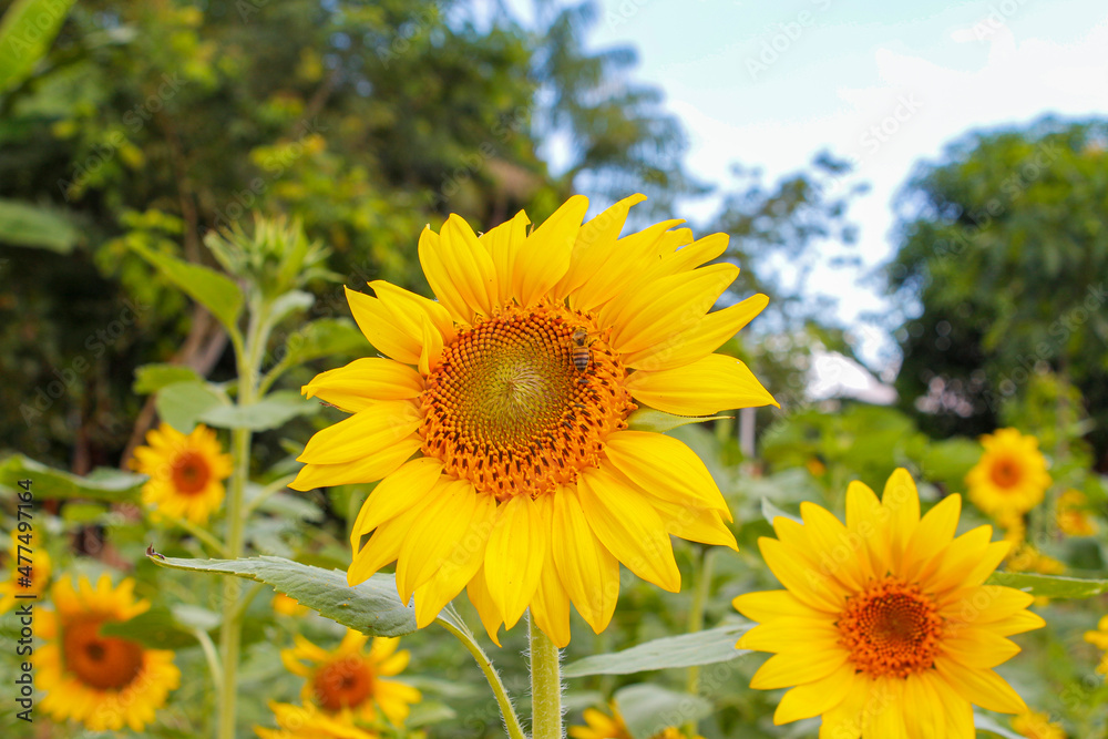 Fototapeta premium Girassol do Tocantins