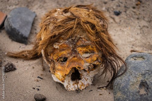 pre inca skull on a profaned cemetery in Nasca Nazca Cahuachi. The skin and hair still on him photo