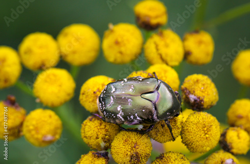 Ein grün glänzender Rodenkäfer auf einen Rainfarn. photo