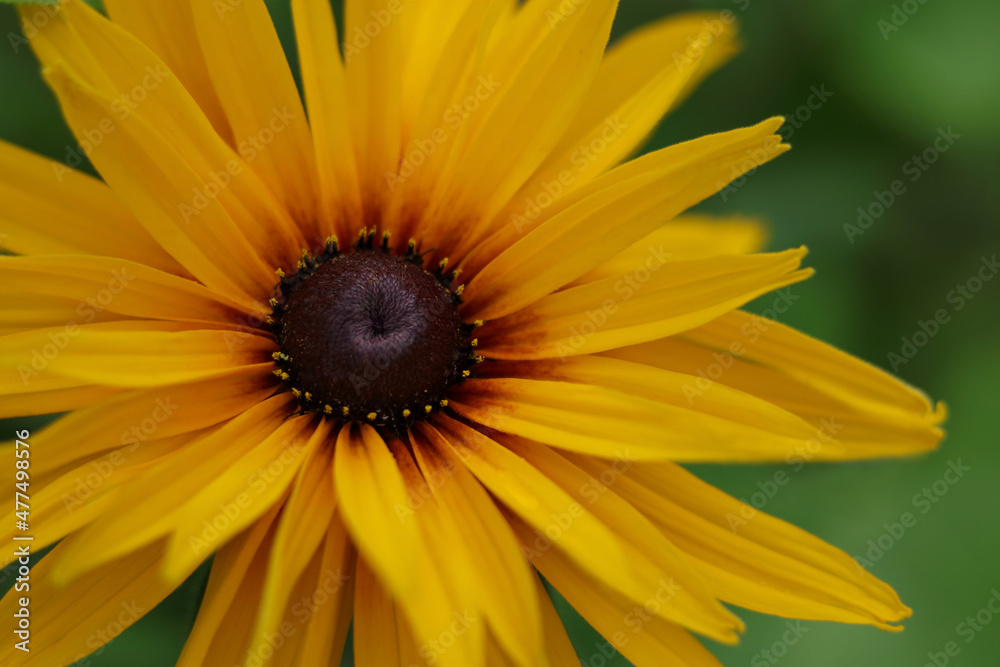 Yellow chamomile.
Beautiful orange daisies Rudbeckia flower closeup on green background. Bright colored petals of yellow daisy flower in full bloom. Rudbeckia in the garden. Floral background Yellow chamomile.
Beautiful orange daisies Rudbeckia flower closeup on green background. Bright colored petals of yellow daisy flower in full bloom. Rudbeckia in the garden. Floral background