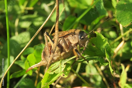 Fotografia, Obraz Brown grasshopper Onconotus Servillei on green grass