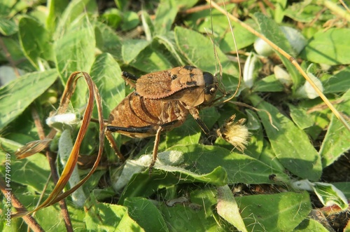 Brown grasshopper Onconotus Servillei on grass, closeup