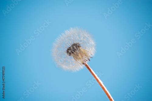 Fluffy flower dandelion on a blue sky background.