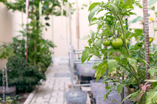 home farming in the backyard