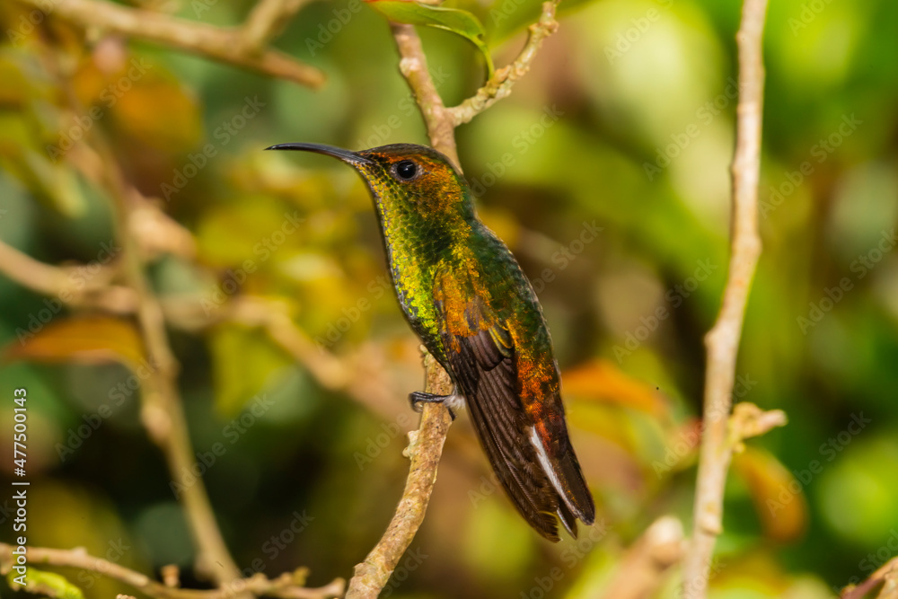 Coppery-Headed Emerald Hummingbird (Elvira cupreiceps)  Portrait Perched