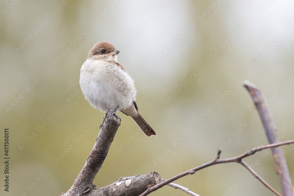 Fototapeta premium Red-backed Shrike
