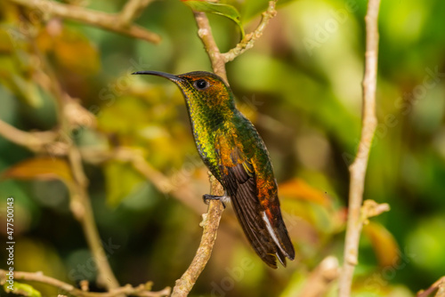 Coppery-Headed Emerald Hummingbird (Elvira cupreiceps)  Portrait Perched photo