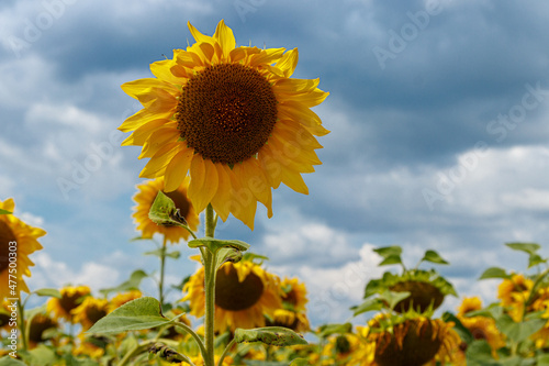 Beautiful field of yellow sunflowers on a background of blue sky with clouds