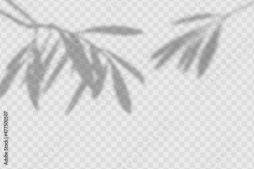 The effect of overlaying shadows.Realistic shadow of olives leaves and branches on transparent checkered background.