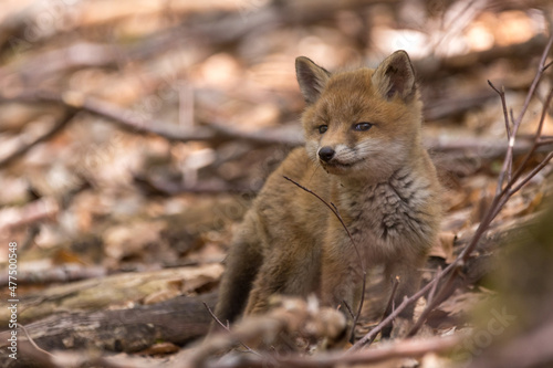 Junge Fuchswelpen im Wald