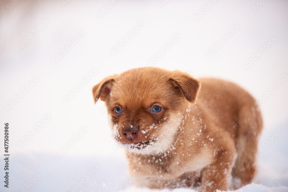 golden retriever puppy in snow golden retriever puppy in snow