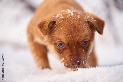 puppy in snow