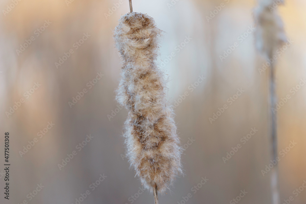 Cattail Cattail