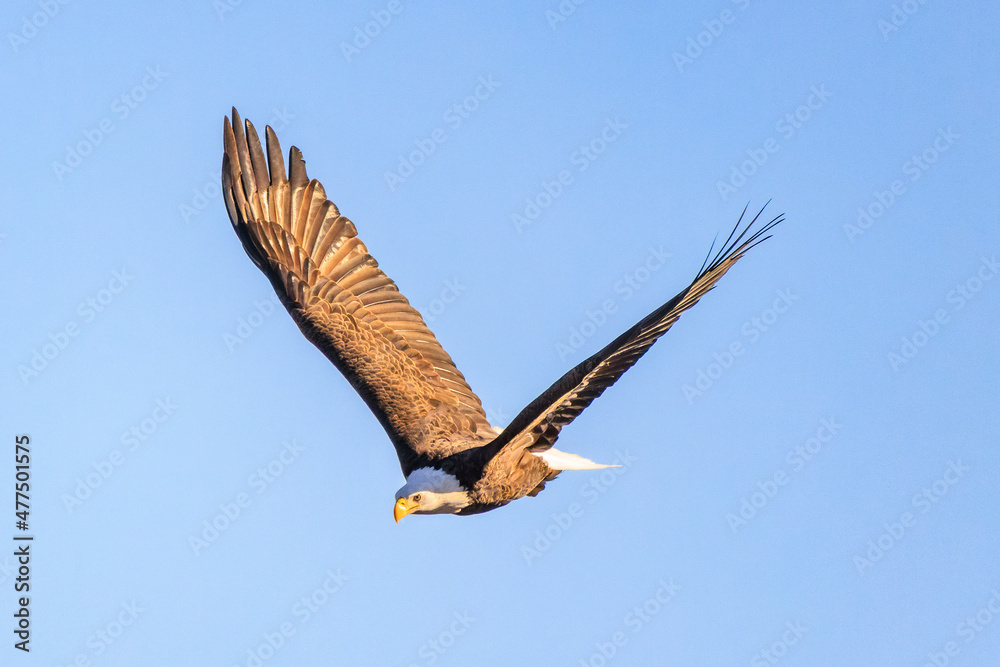 Fototapeta premium American Bald Eagle flying