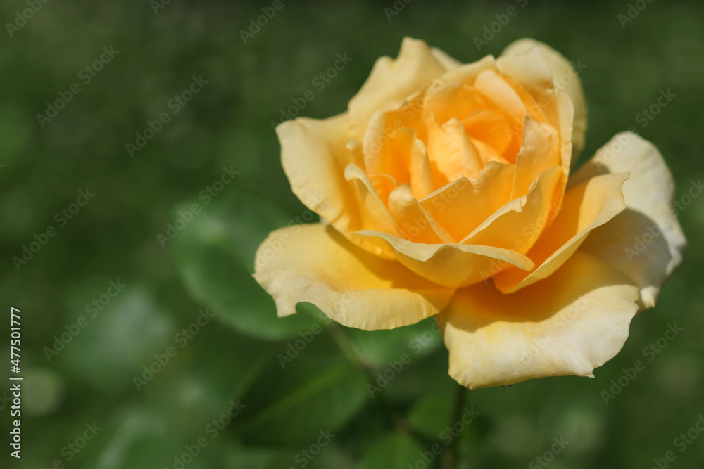 Flower of orange flower in the summer garden.Tea Rose .Beautiful rose in the sunshine. Orange pink yellow flower bouquet close up.Yellow garden tea rose on a bush in a summer garden. Floral background Flower of orange flower in the summer garden.Tea Rose .Beautiful rose in the sunshine. Orange pink yellow flower bouquet close up.Yellow garden tea rose on a bush in a summer garden. Floral background
