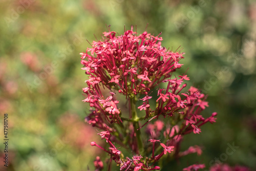 Wallpaper Mural tiny flowers at the inflorescence of a red valerian Torontodigital.ca