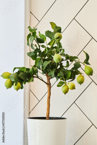 A lemon tree with green lemon fruits growing in a pot. Potted house plants