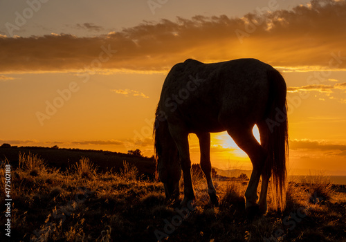 Wild Horse Silhouetted at Sunset in the Utah Desert © natureguy