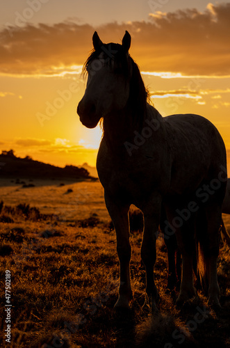 Wild Horse Silhouetted at Sunset in the Utah Desert