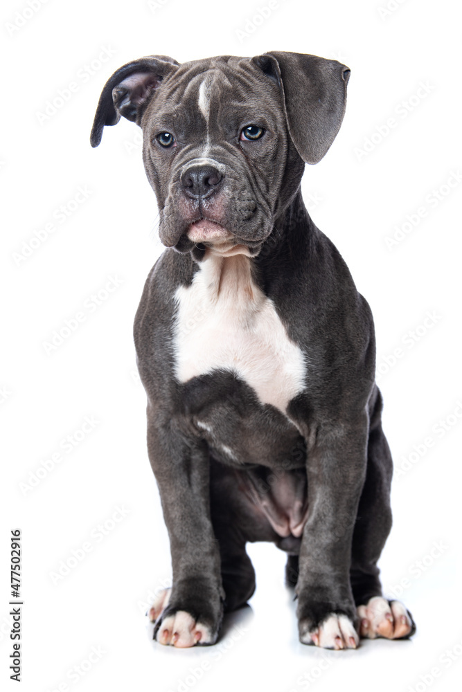 Old english bulldog puppy isolated on white background