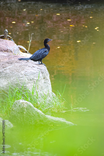 Beautiful cormorant or darter bird resting near the pond for fishing. Hungry bird.