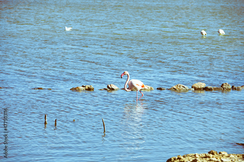 A selective focus shot of a magnificent greater flamingo walking alone through the blue water