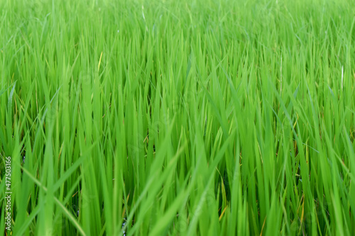 Green nature background of paddy rice field. Beautiful green rice farm.