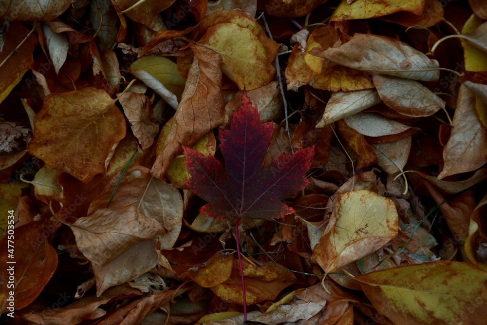 Maple Leaf Close