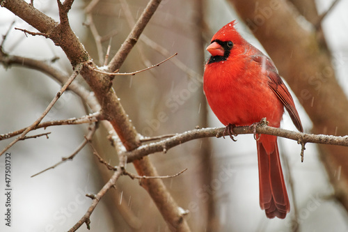 Male northern cardinal with snow falling