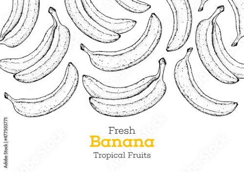 Banana fruit hand drawn frame. Sketch style. Vector illustration. Design, package, brochure illustration. Hand drawn banana fruits design template. Organic fresh food vector illustration.