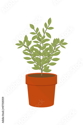 Vector illustration flower, plant growing in a pot. Potted plant icon. Little plant seedling. Seedling icon