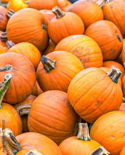 pile of pumpkins