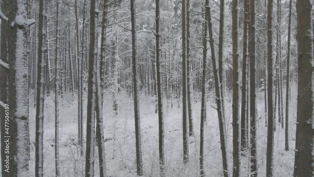 Aerial view of frosty white winter pine forests and birch groves covered with hoarfrost and snow. Drone fly between trees in mountains at winter time. Christmas theme background. Idyllic landscape