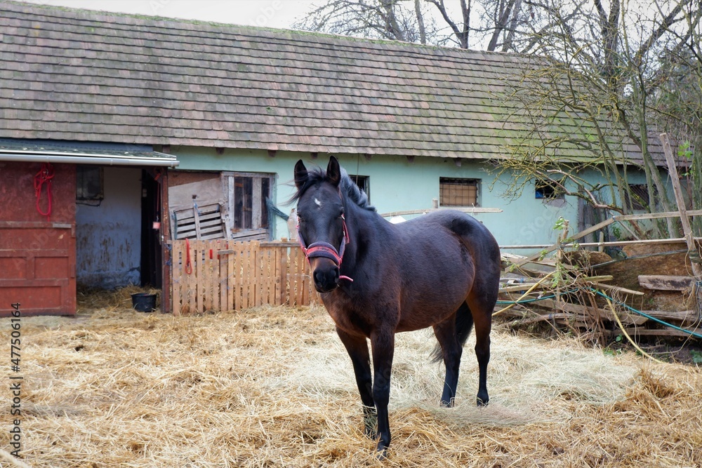 dark brown horse in the yard of a country backyard farmhouse in rural Hungary dark brown horse in the yard of a country backyard farmhouse in rural Hungary