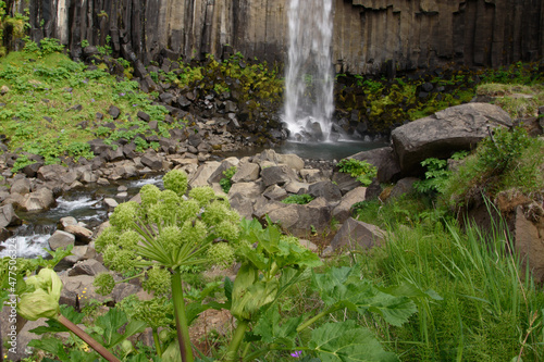 Fototapeta Naklejka Na Ścianę i Meble -  Engelwurz, Angelica archangelica, ist eine Heilpflanze aus der Familie der Doldenblütler, Apiaceae. Hier wildwachsende Pflanzen am Wasserfall Svartifoss im Süden von Island.
