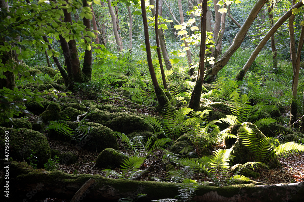 Naklejka premium tree in the woods