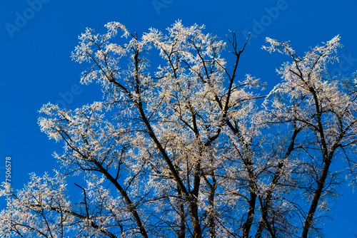 Rime ice on the tree branches on blue sky