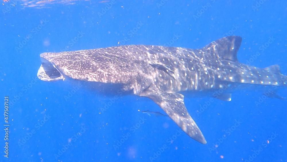 Naklejka premium whale shark 