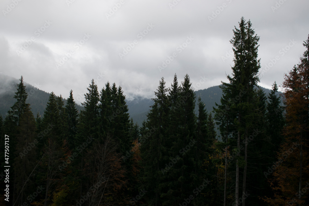 Misty foggy mountain landscape with fir forest