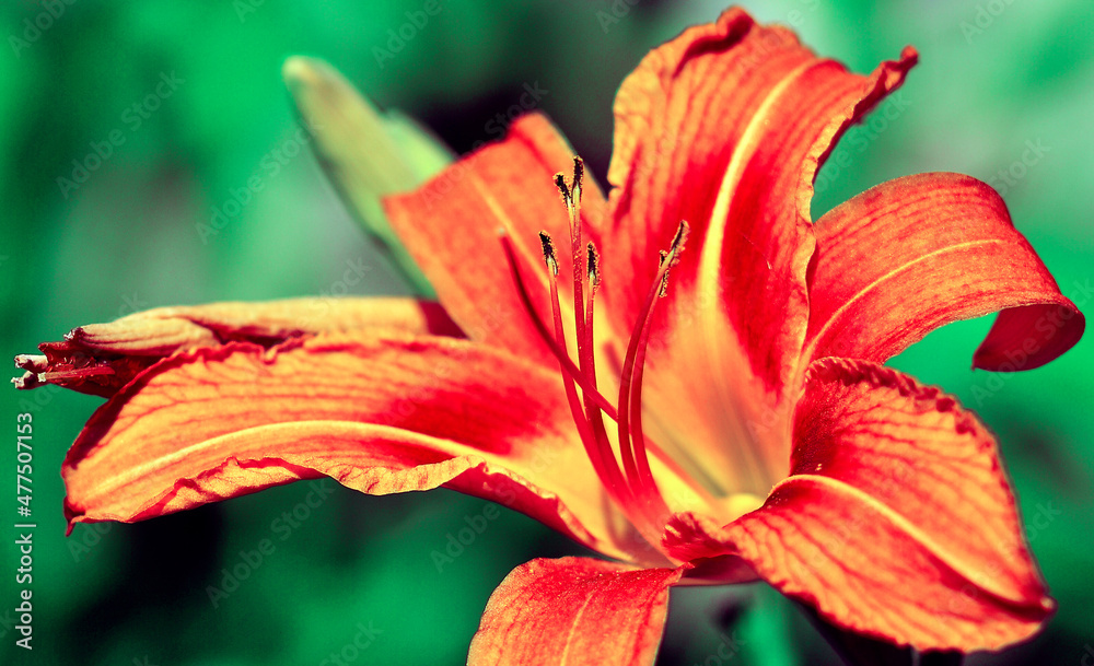 orange tiger lily orange tiger lily