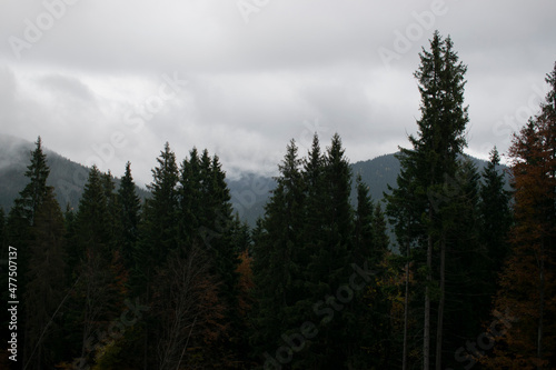 Misty foggy mountain landscape with fir forest
