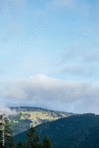 Misty foggy mountain landscape with fir forest