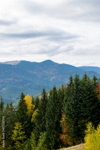 Mountain landscape with fir forest © Ruslan