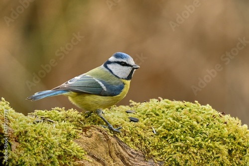 Blue Tit, close-up. Sitting on old wood in forest. Overgrown with moss. Looking for food. Genus species Parus caeruleus.