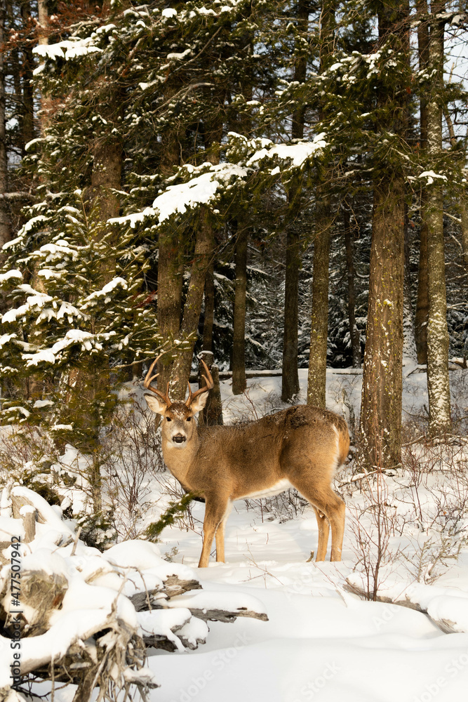 Whitetail Buck on the Shore of Lake Macdonald in Glacier National Park Whitetail Buck on the Shore of Lake Macdonald in Glacier National Park
