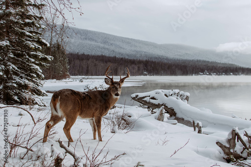 Whitetail Buck on the Shore of Lake Macdonald in Glacier National Park