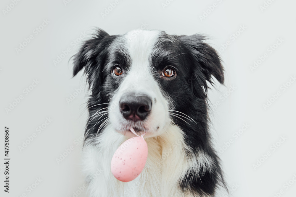 Happy Easter concept. Preparation for holiday. Cute puppy dog border collie holding Easter egg in mouth isolated on white background. Spring greeting card