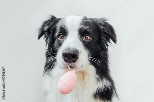 Happy Easter concept. Preparation for holiday. Cute puppy dog border collie holding Easter egg in mouth isolated on white background. Spring greeting card © Юлия Завалишина